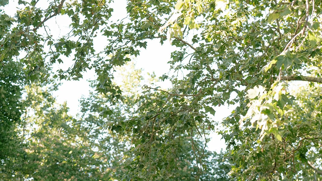 2024-12/Beaulieu-gardens-wedding-elizabeth-warrick-roque-events-1243.jpg
