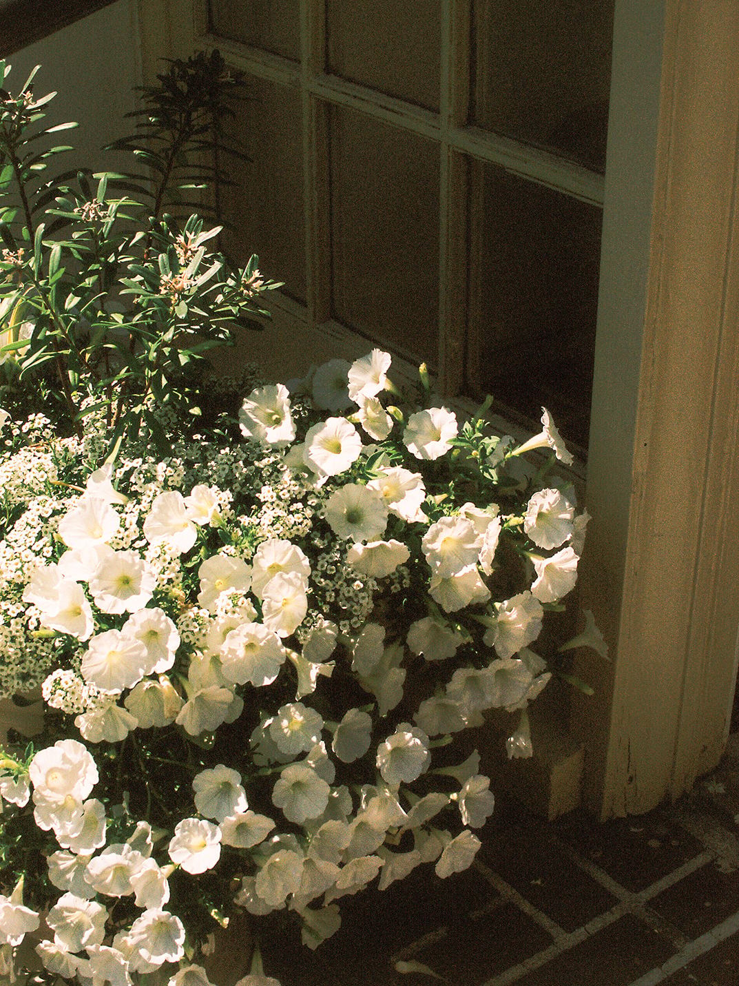 2025-07/Emily + Kevin wedding - film-5_websize.jpg