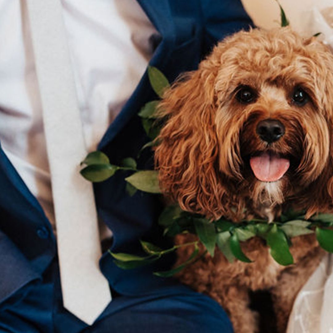 Abigail Ann Photography courtesy of Doggy Social LLC