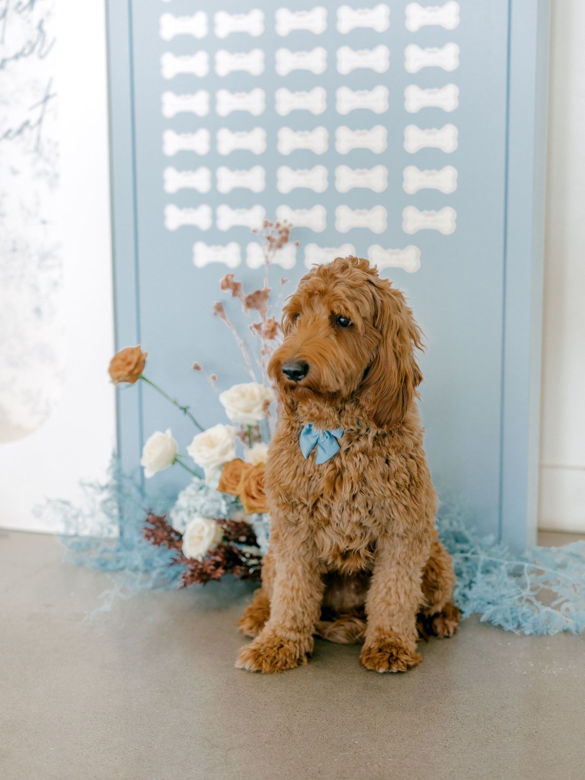 2025-08/Lauren Baker Photography_Pantone and Poodles Editorial-45_websize.jpg