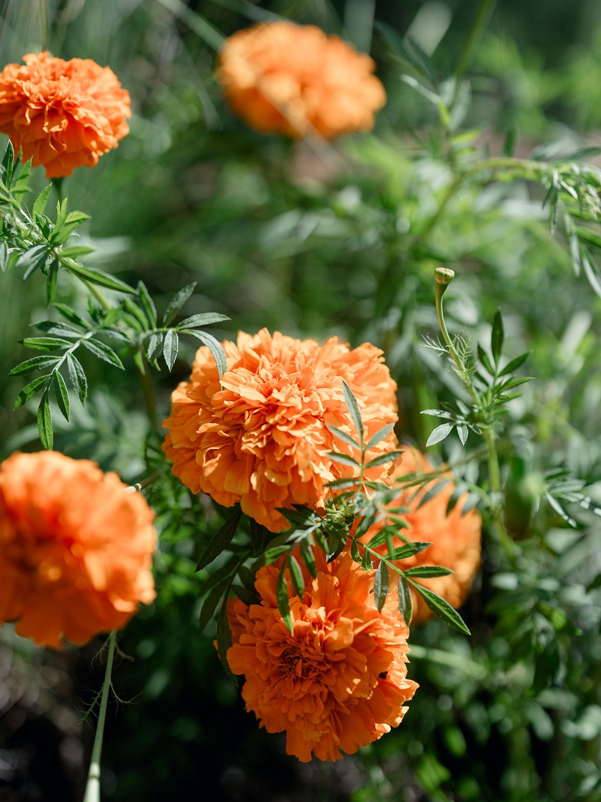 2025-11/2025.08.12 Cultivating Beauty Workshop-Lauren Baker Photography-372_websize.jpg