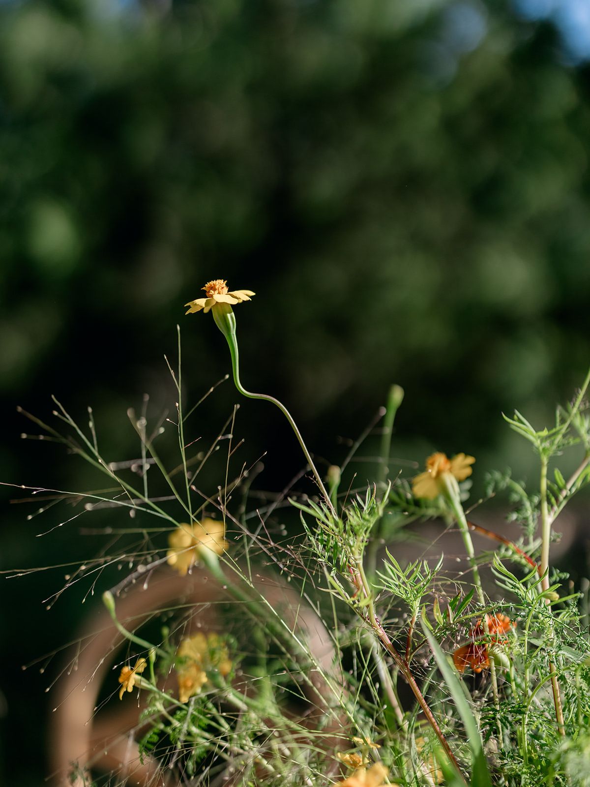 2025-11/2025.08.12 Cultivating Beauty Workshop-Lauren Baker Photography-130_websize.jpg