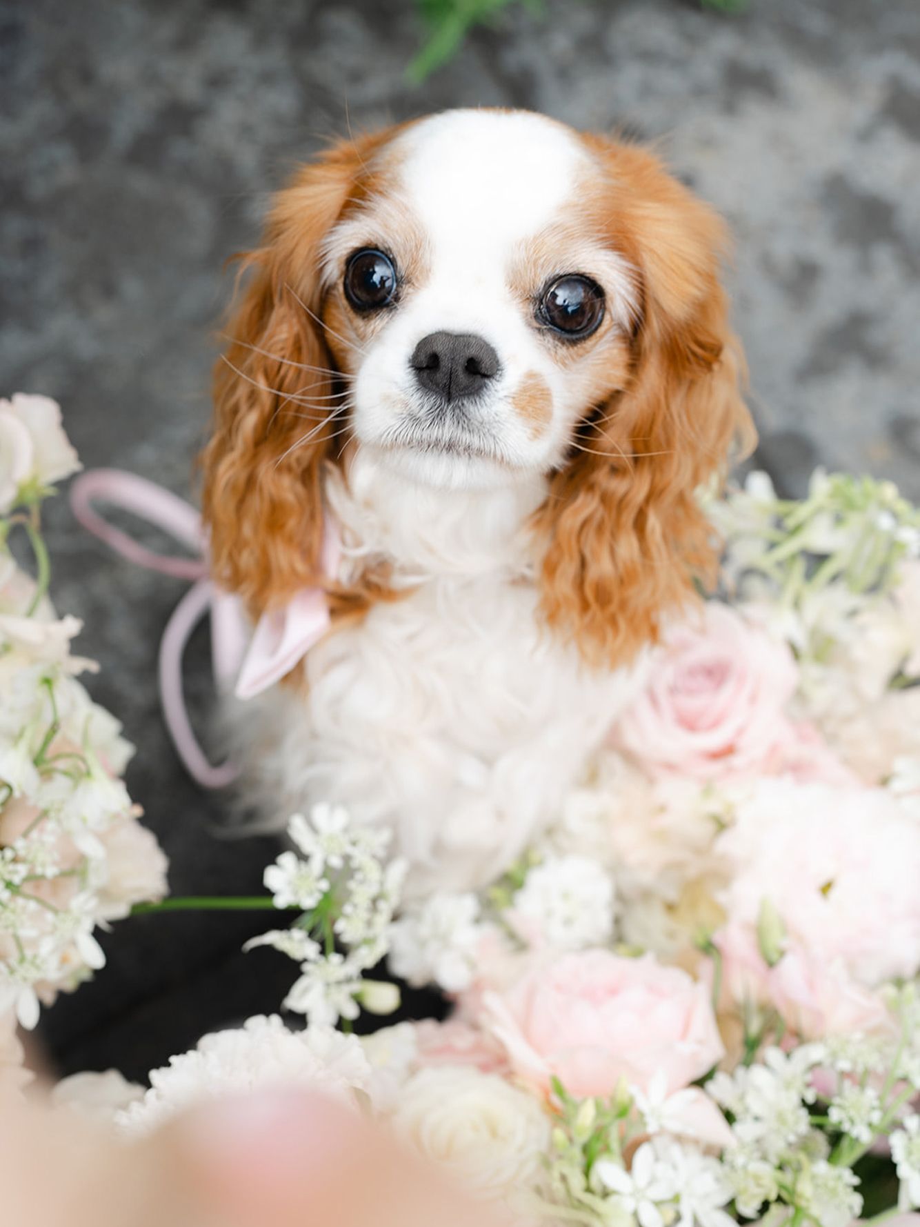 2026-03/JanetLinPhotography_Nikki&Luke-WeddingDay-361_websize.jpg