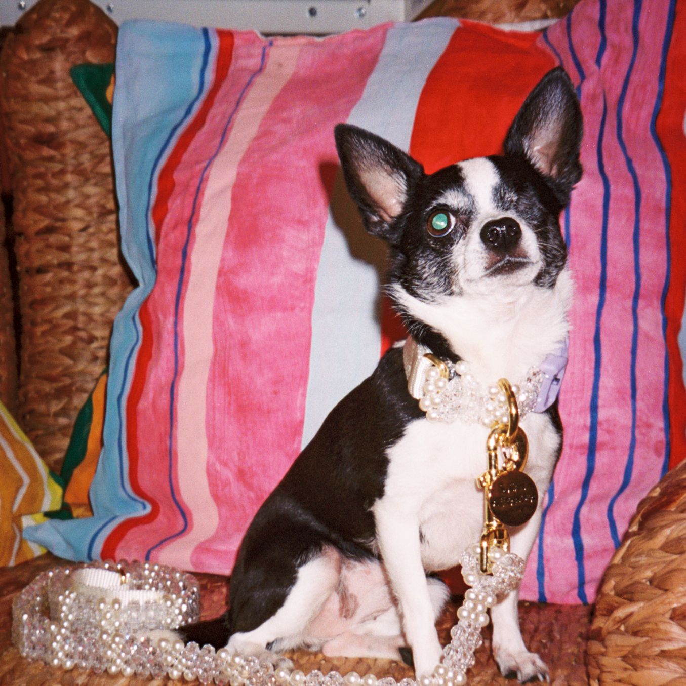 2025-08/Susan Alexandra I Do Dog Leash_0.jpeg