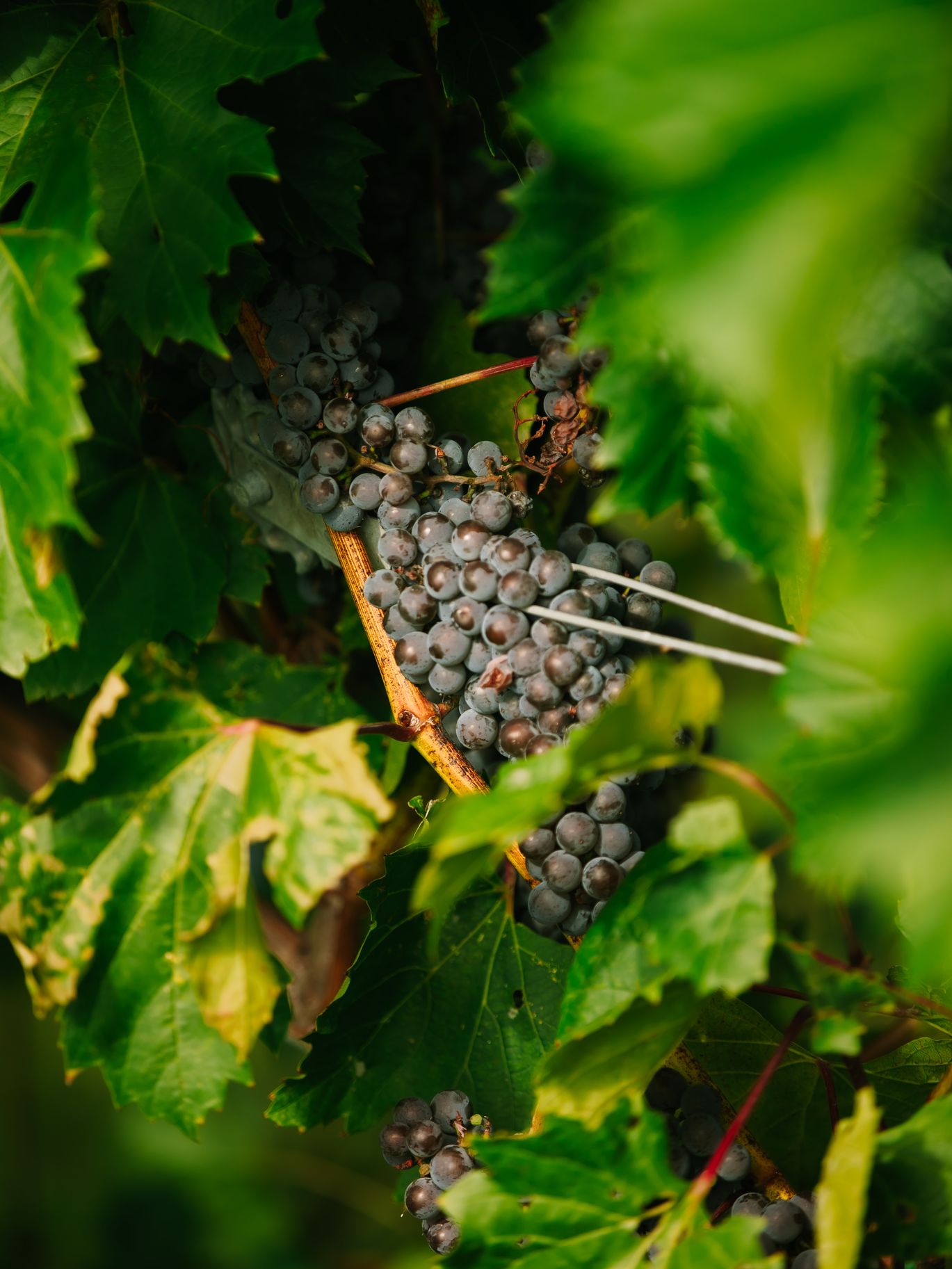 2025-08/Villa Bellezza Winery & Vineyard Wedding Photographers - O & B Photo Co 7.jpg