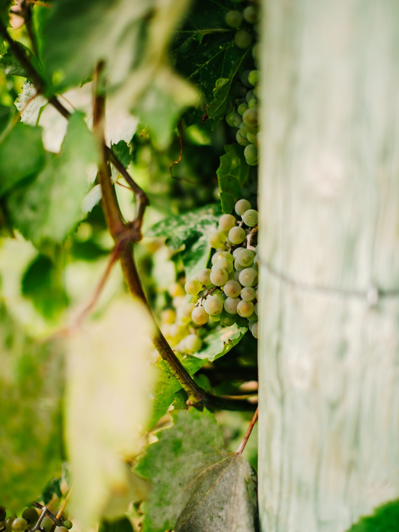 2025-08/Villa Bellezza Winery & Vineyard Wedding Photographers - O & B Photo Co 17.jpg