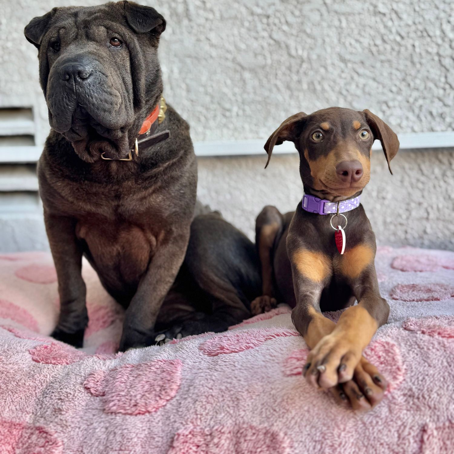2025-08/A Purposeful Rescue Pups - 1.jpg