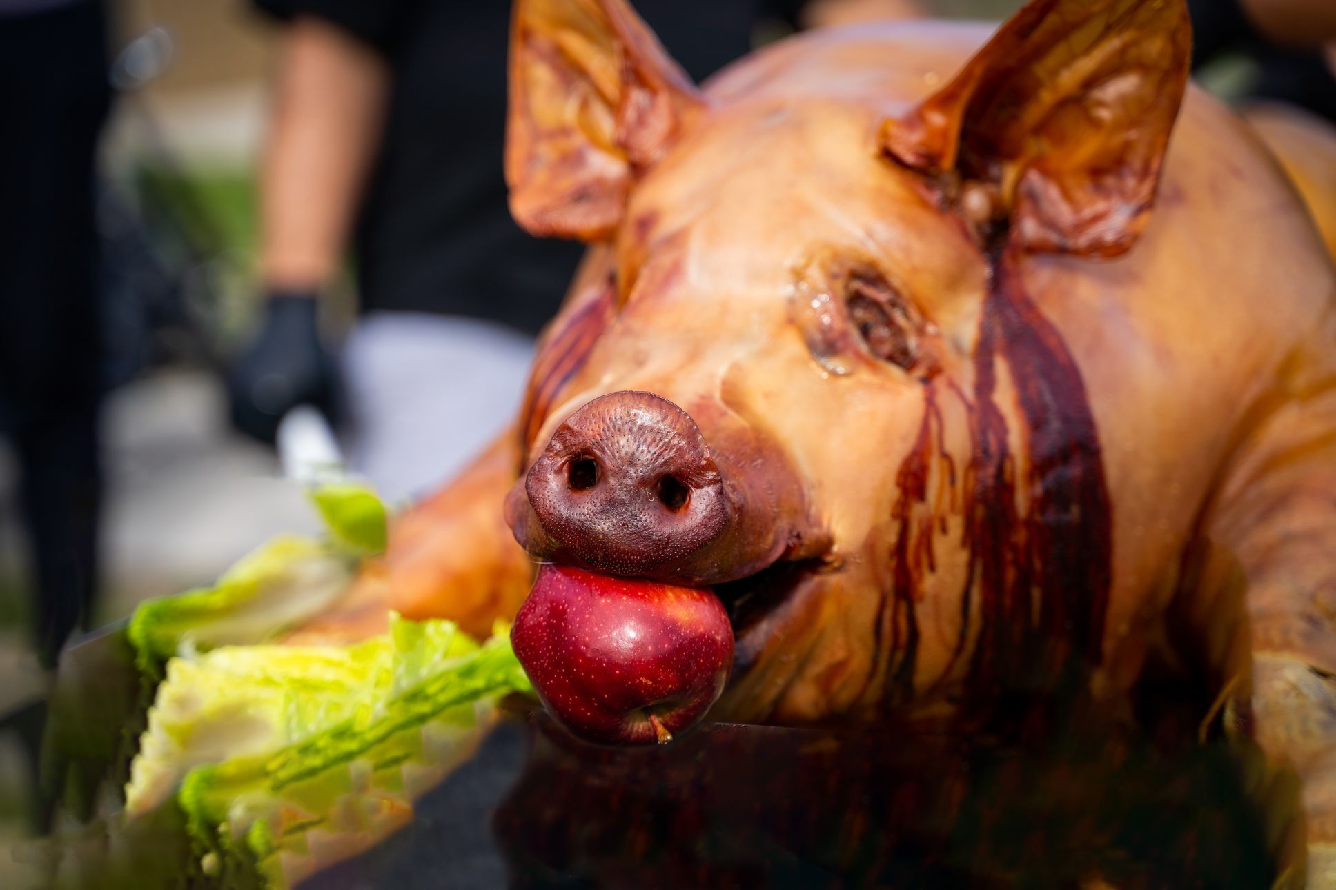 2024-10/Pig.jpg