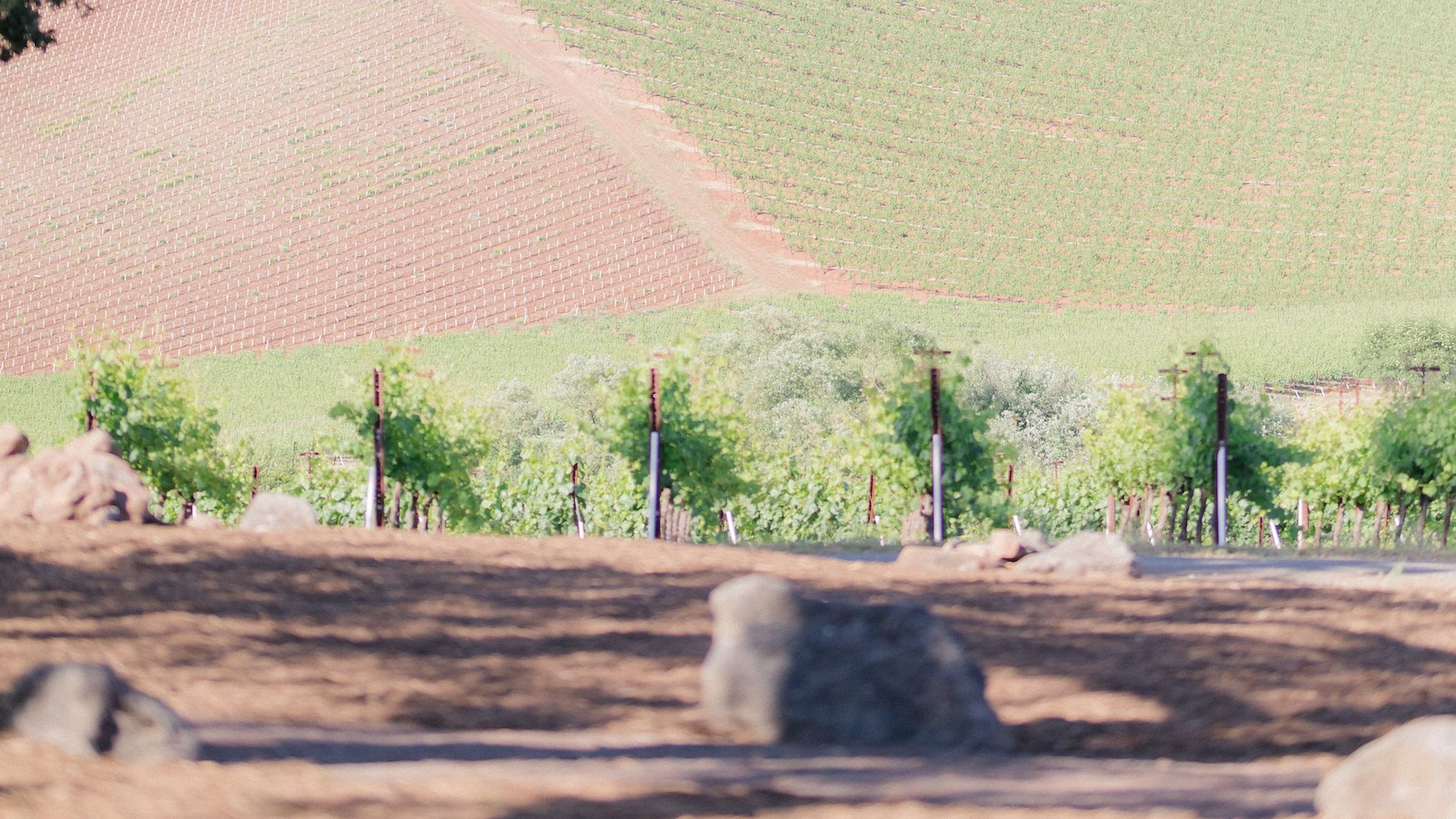 CWD/online/realweddings/lauren_dell/lrelyea-events-kunde-family-winery-lori-paladino-photography85.jpg