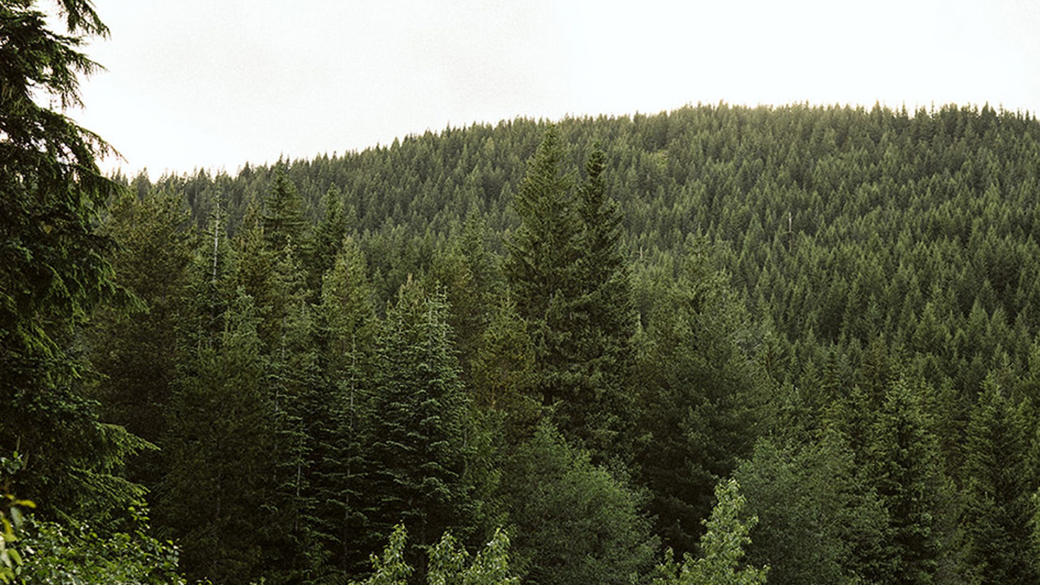 Oregon_Bride/WebStories/TrilliumLakeElopement/TrilliumLake19.jpg