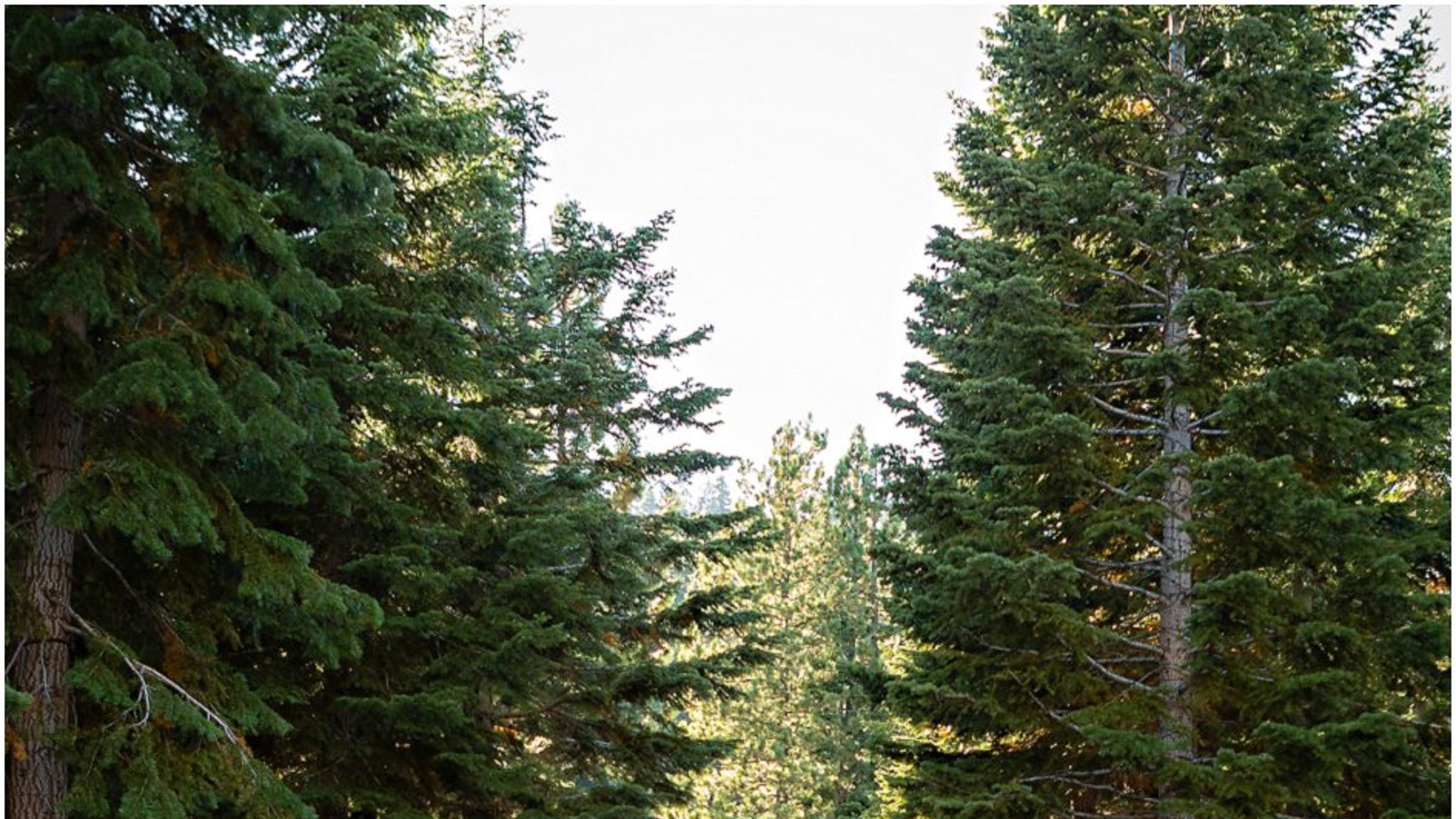 CWD/online/realweddings/cameron_ross/2020-11-12_0010.jpg