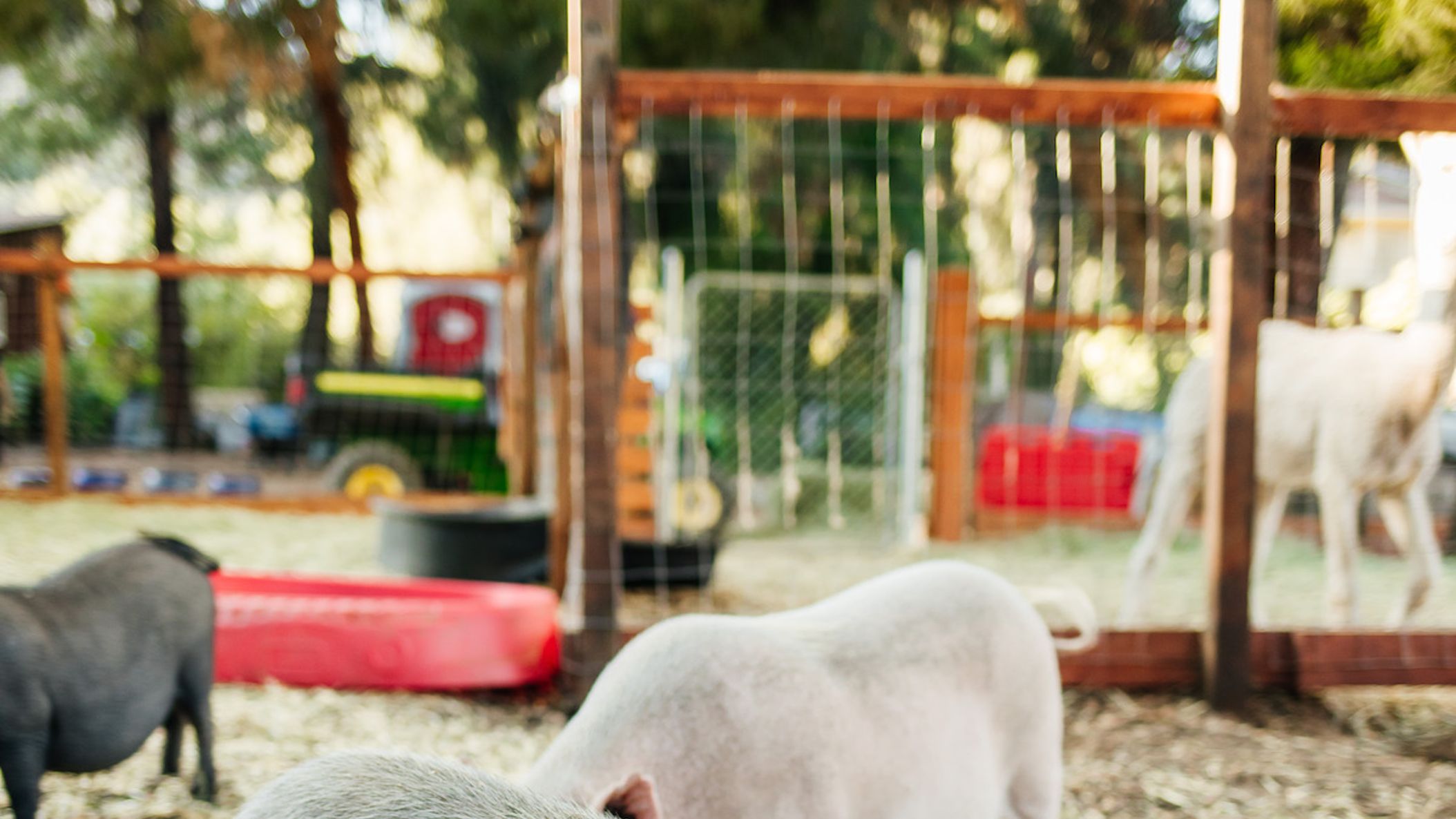 CWD/2021/Kindred_Spirits/Kindred Spirits Care Farm _ By Erin Marton-54.jpg