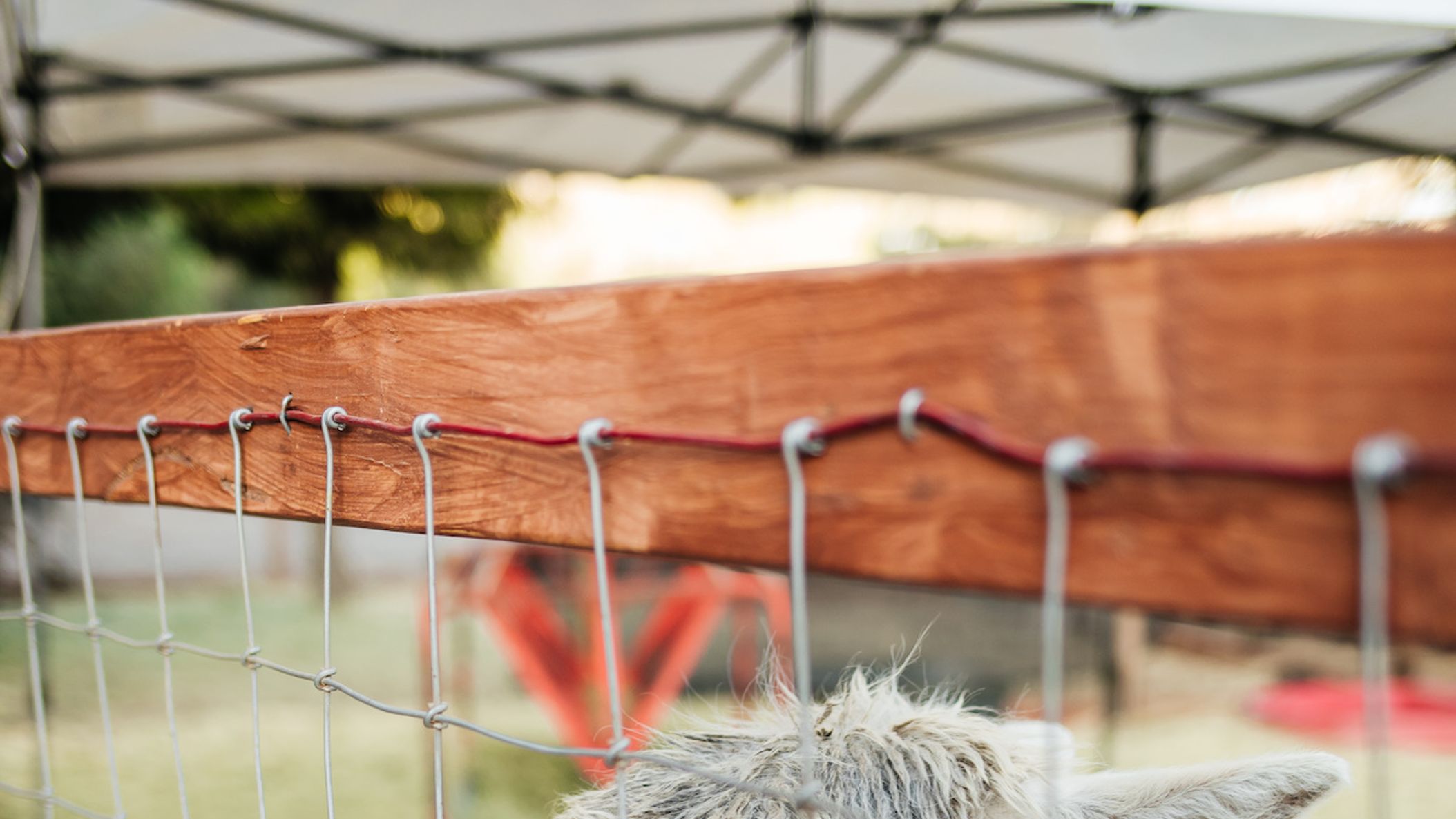 CWD/2021/Kindred_Spirits/Kindred Spirits Care Farm _ By Erin Marton-68.jpg