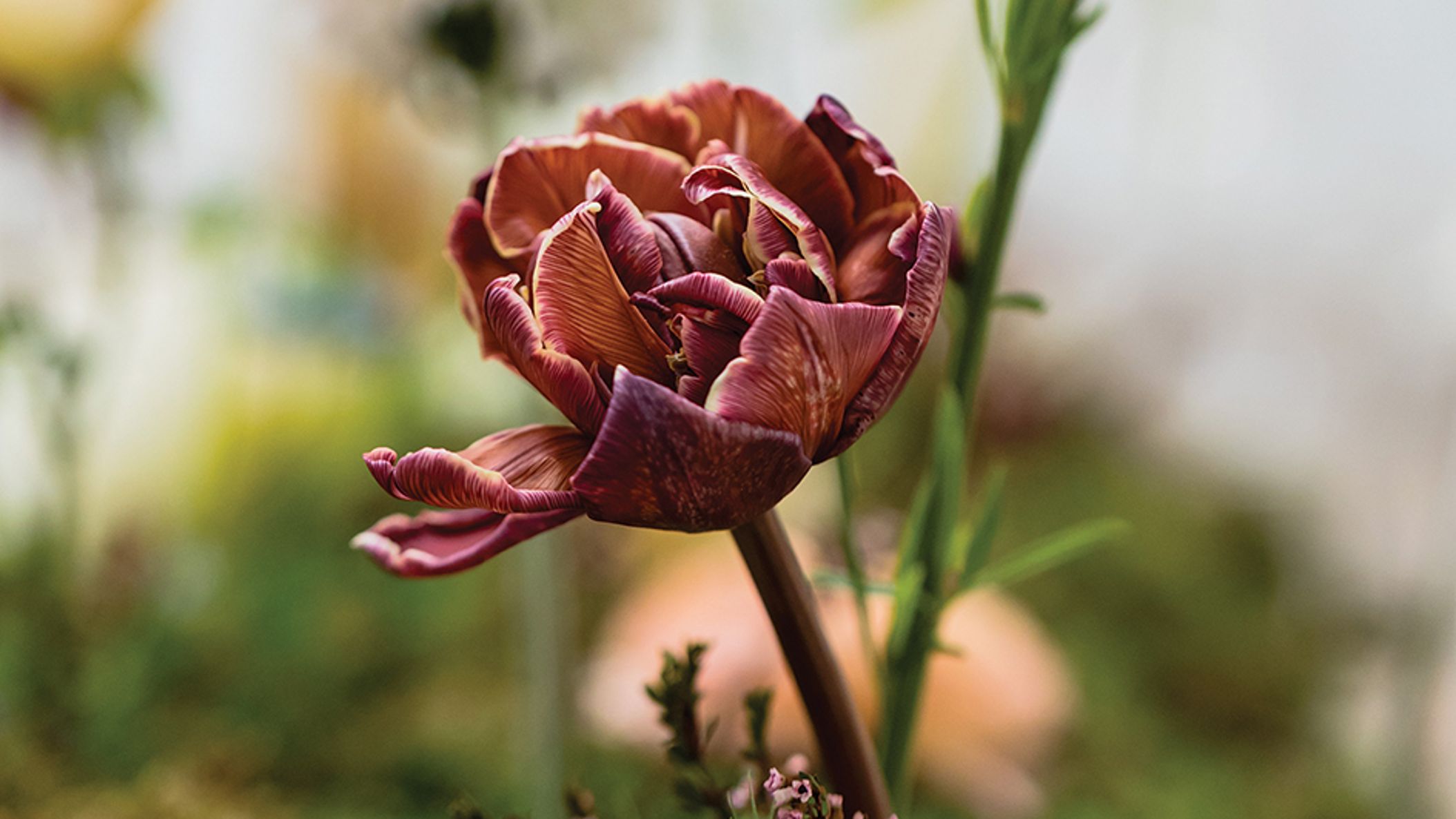 CWD/2023/floral/florals_CWD_SS2315.jpg
