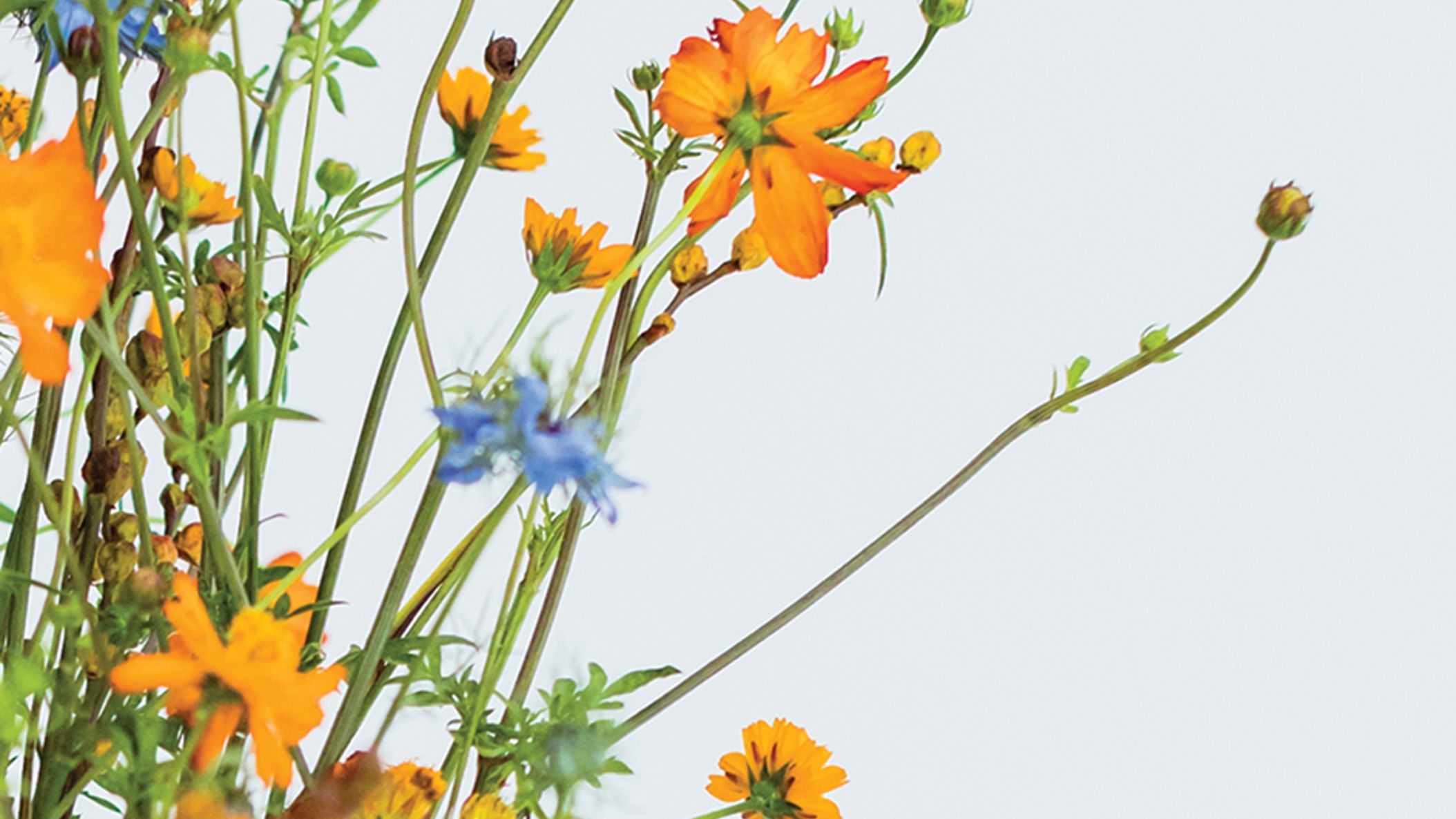 CWD/2023/floral/bycphotography-cwd_dainty_floral_shoot-054.jpg