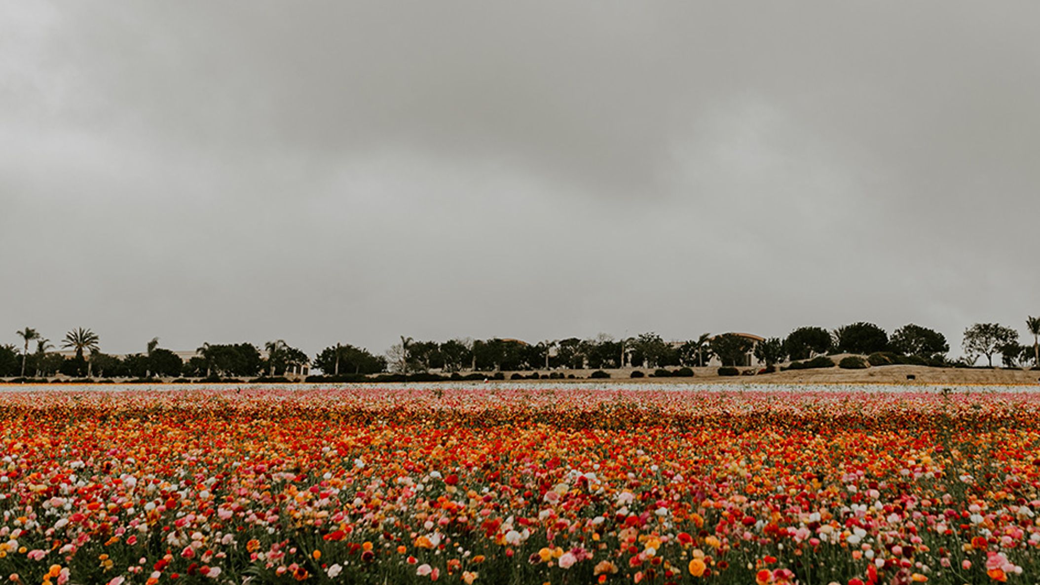 flowers.jpg