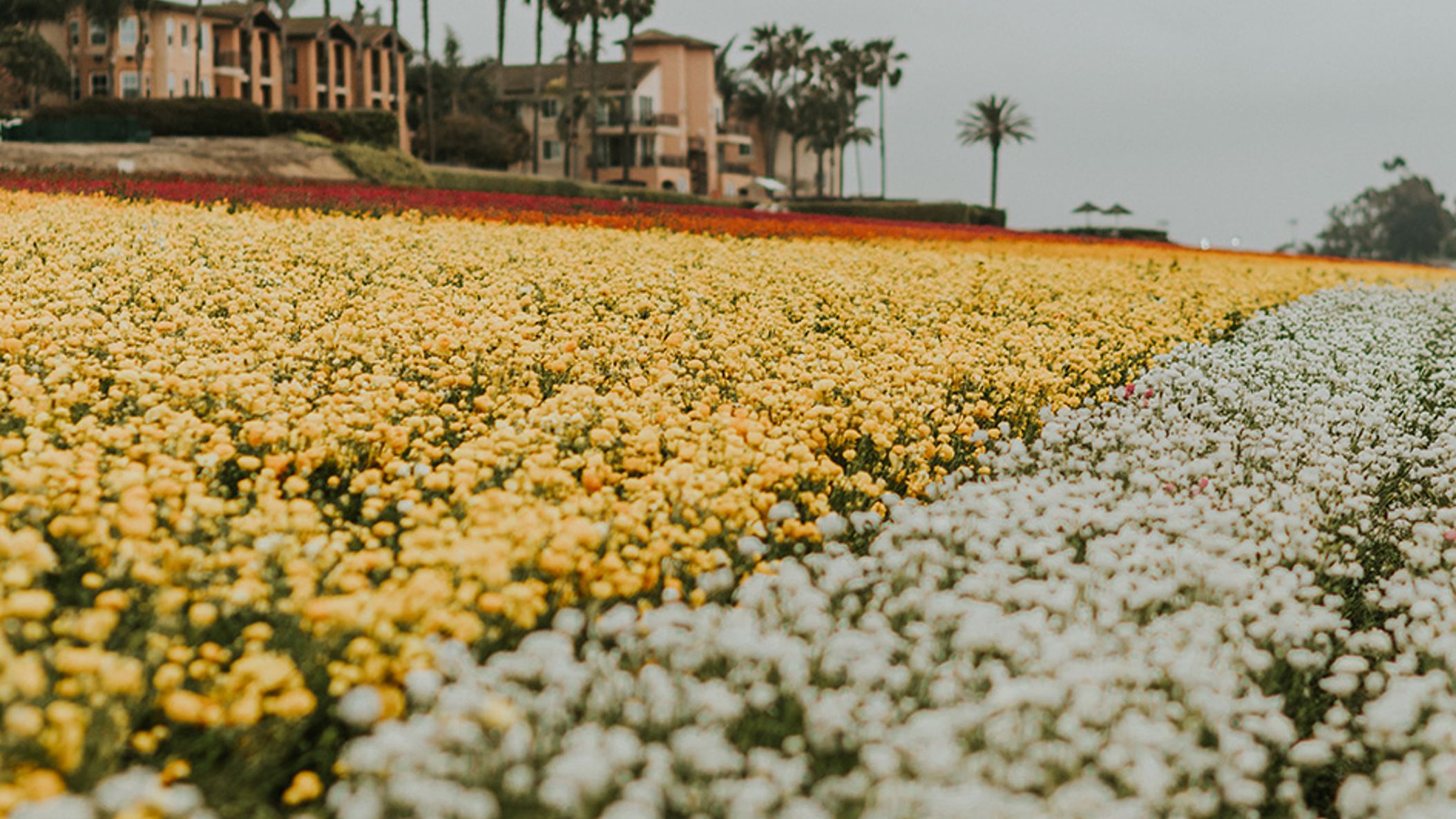flowers2.jpg