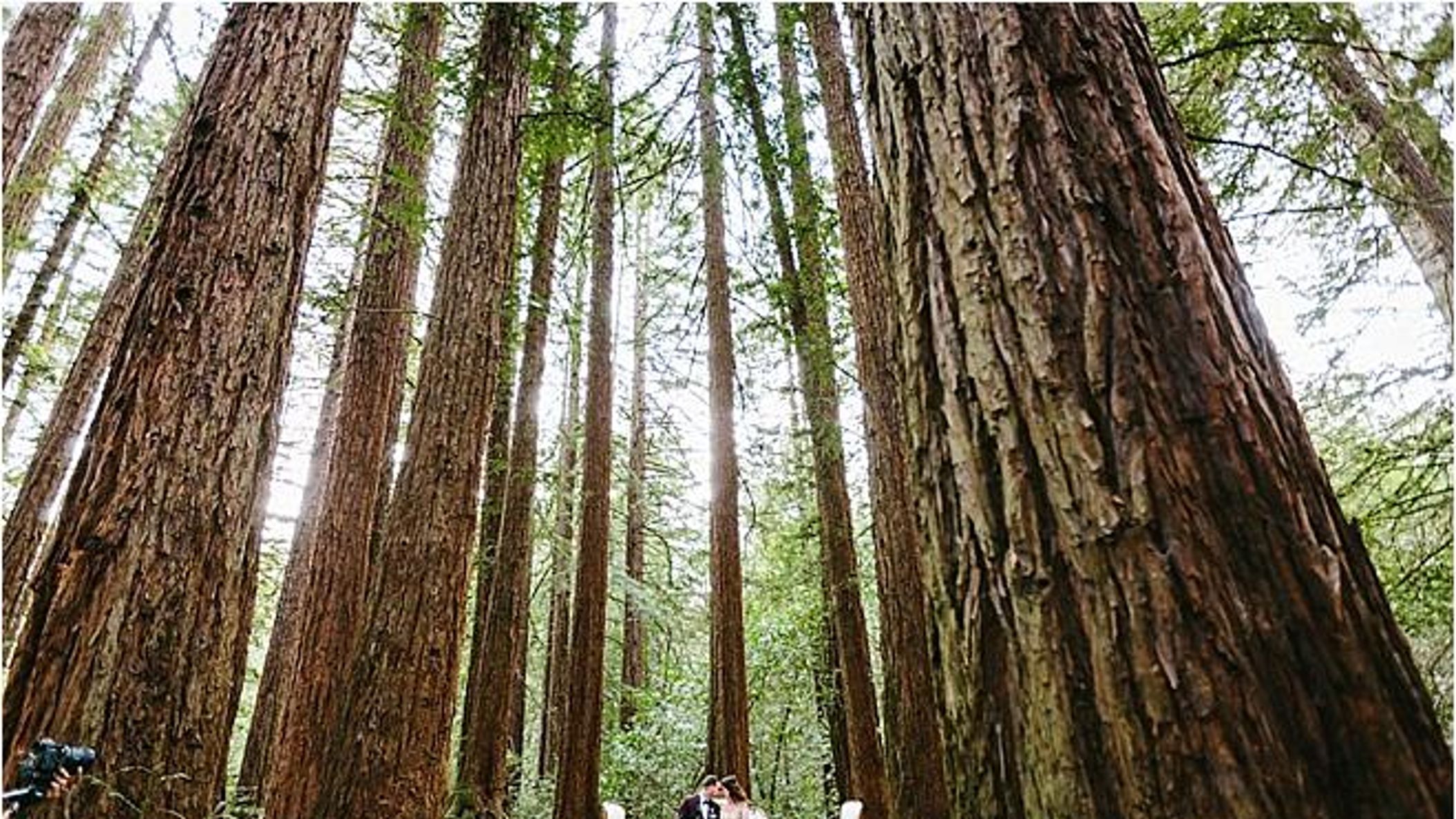 CWD/redwoods/2017-12-14_0078.jpg