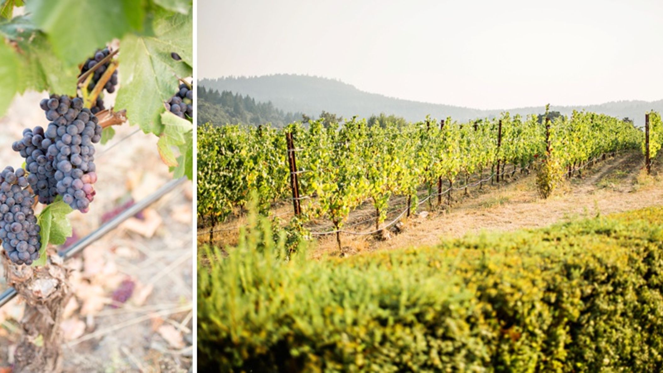 Oregon_Bride/StyledShoots/ZenithVineyard/2018-01-10_0008.jpg