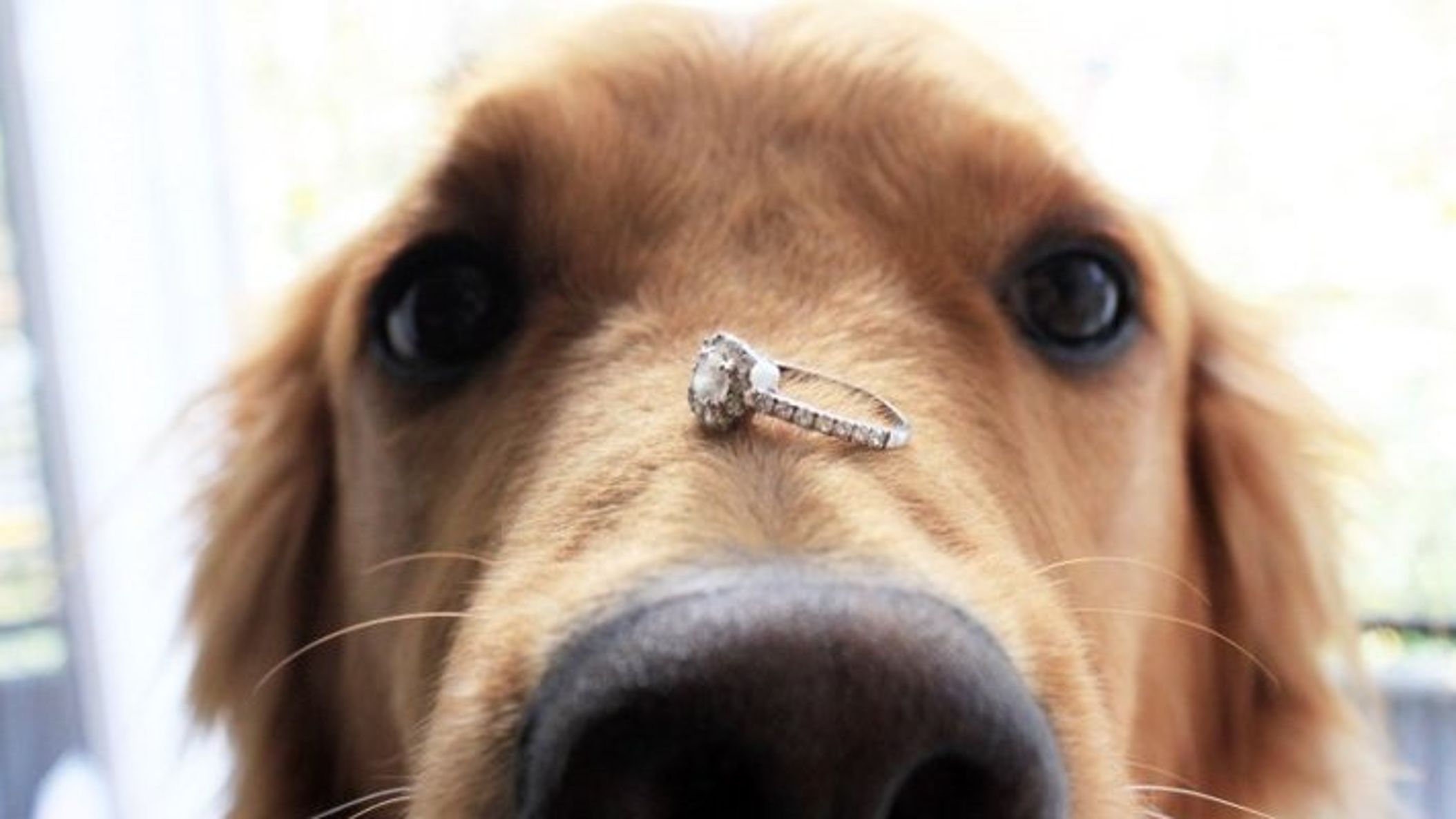 Seattle_Bride/Dog-Throws-Up-Wedding-Ring-That-s-Been-Missing-for-6-Years-448985-2 (1).jpg