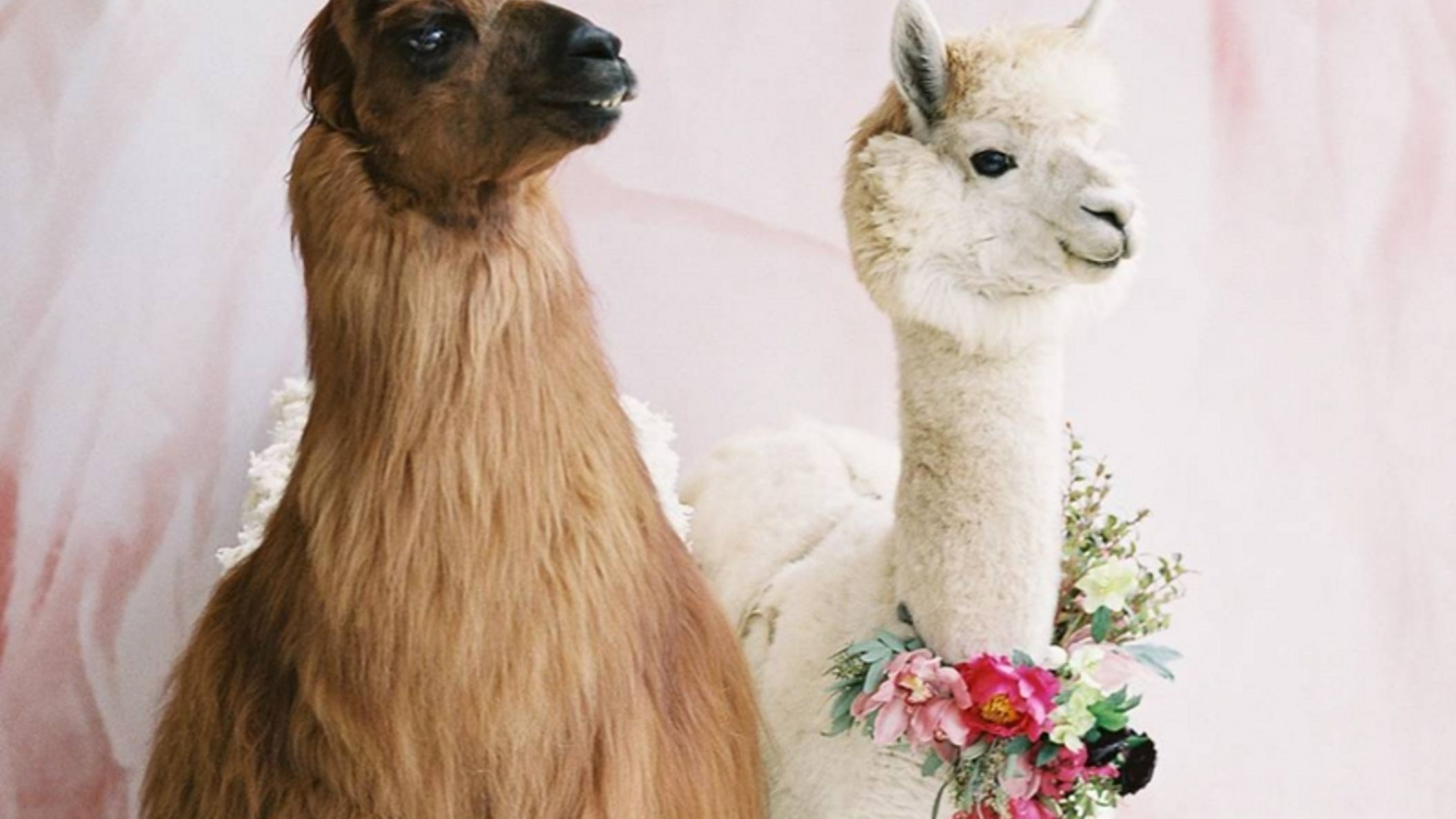 Oregon_Bride/WebStories/Other/Llama Love.jpg