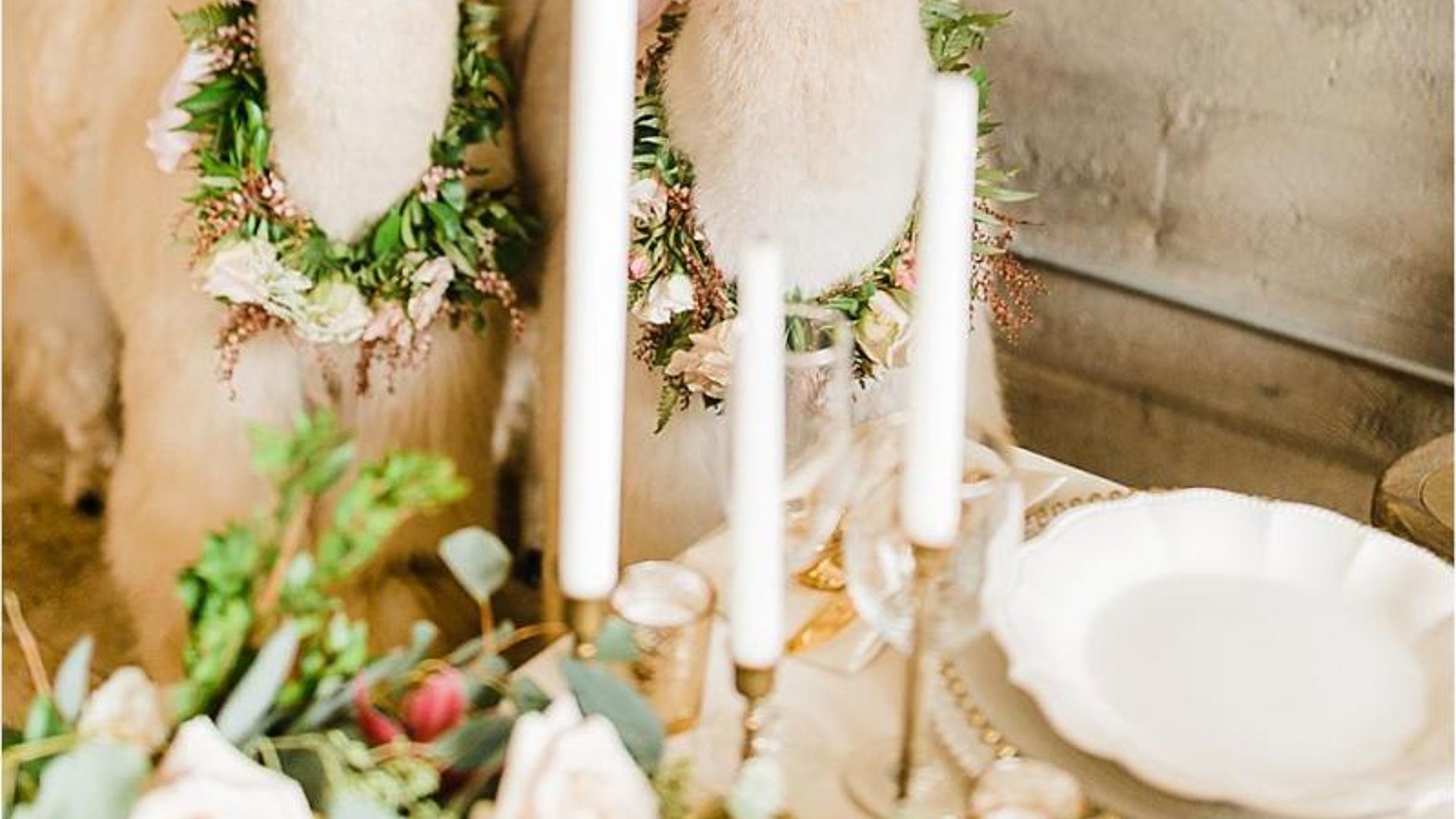 Oregon_Bride/StyledShoots/alpacas/2018-09-16_0107.jpg