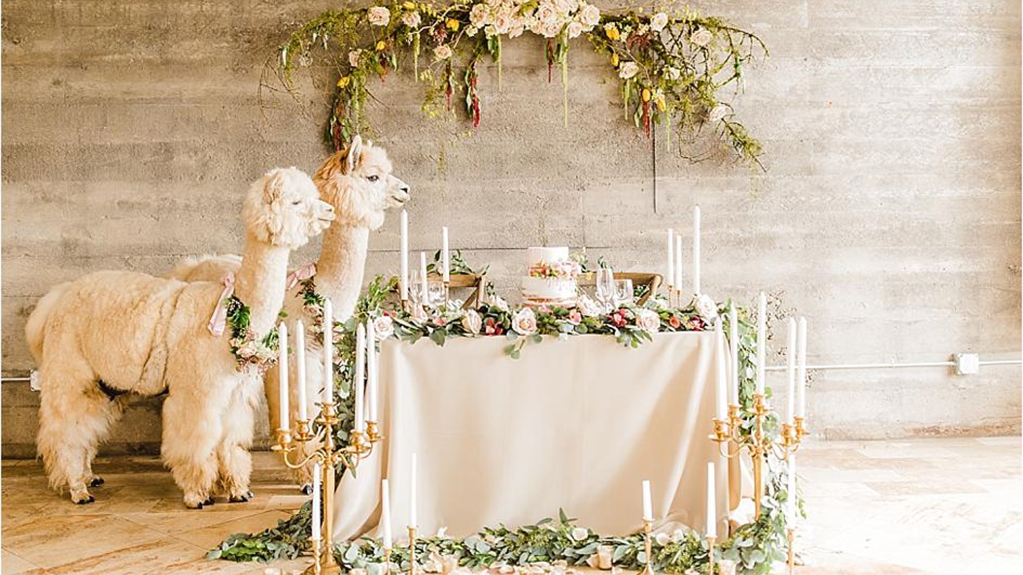 Oregon_Bride/StyledShoots/alpacas/2018-09-16_0108.jpg