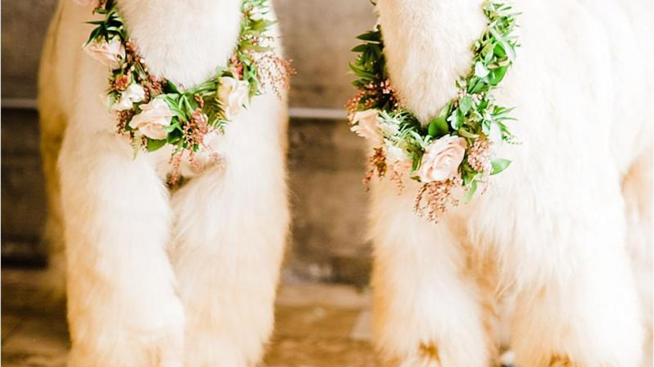 Oregon_Bride/StyledShoots/alpacas/2018-09-16_0130.jpg