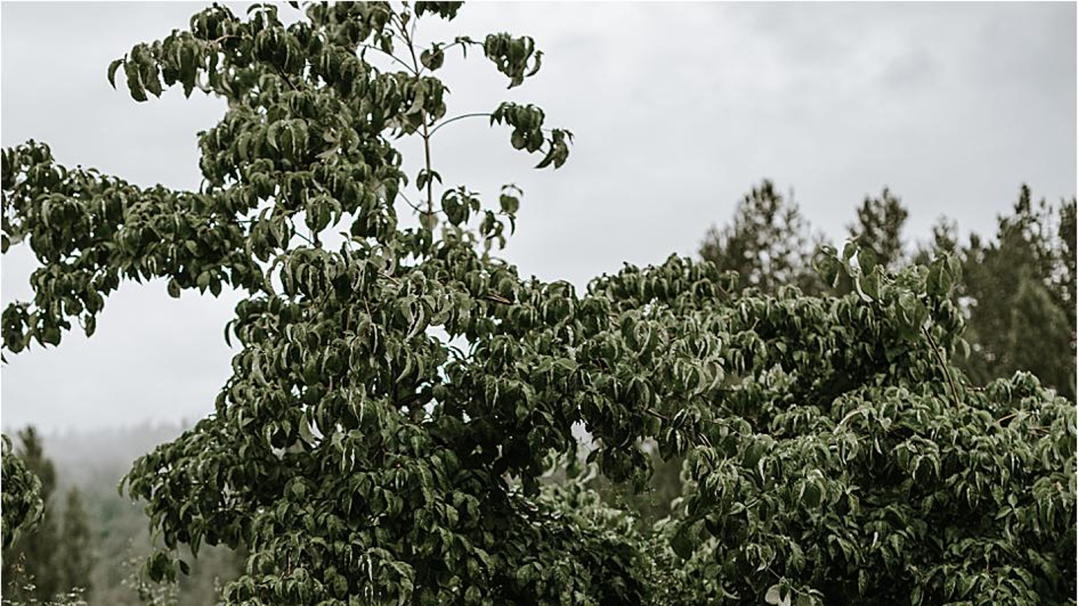 Seattle_Bride/online/realweddings/leslie_brady/2019-03-02_0029.jpg