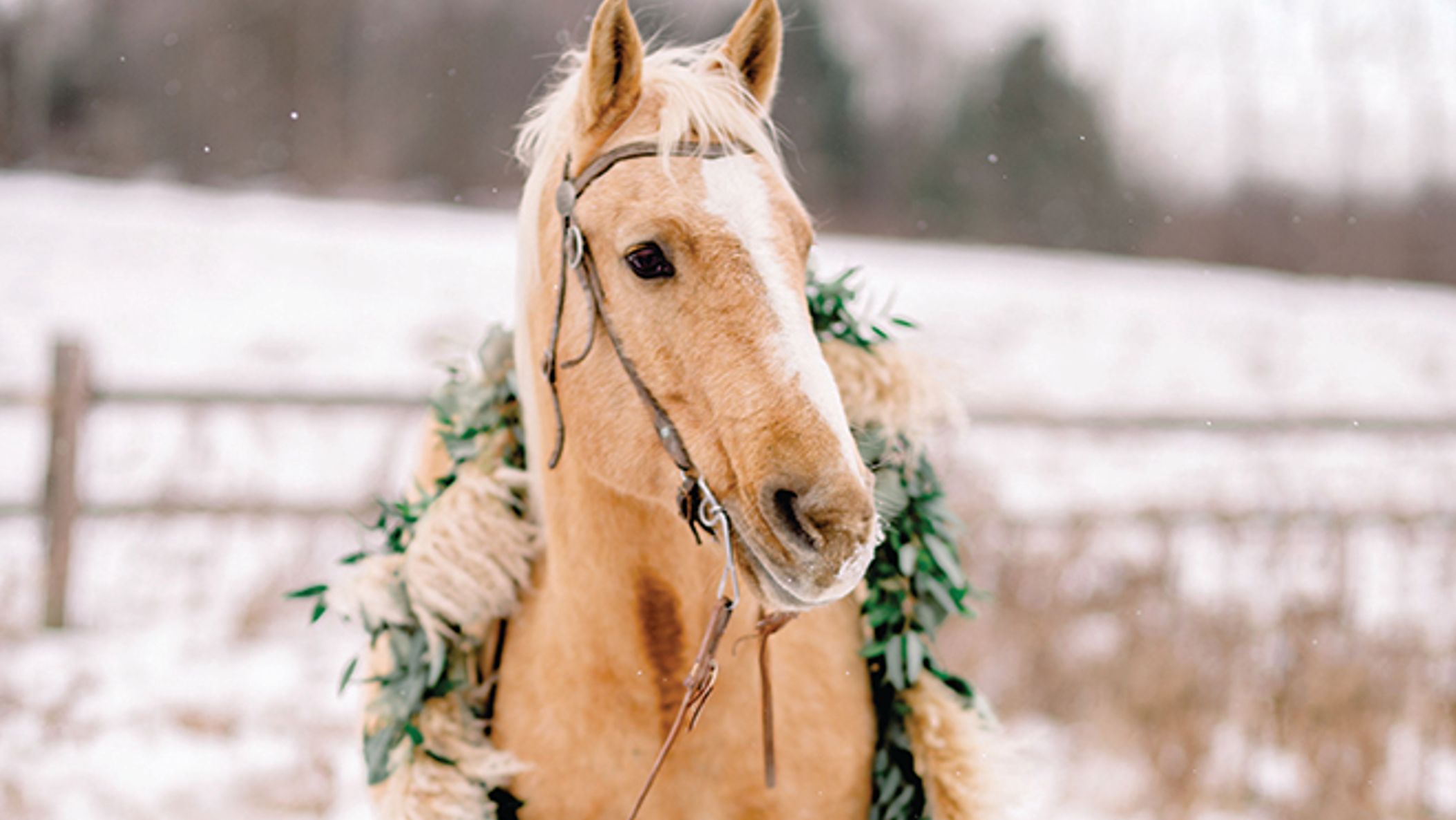 SnowWonder_06_0.jpg