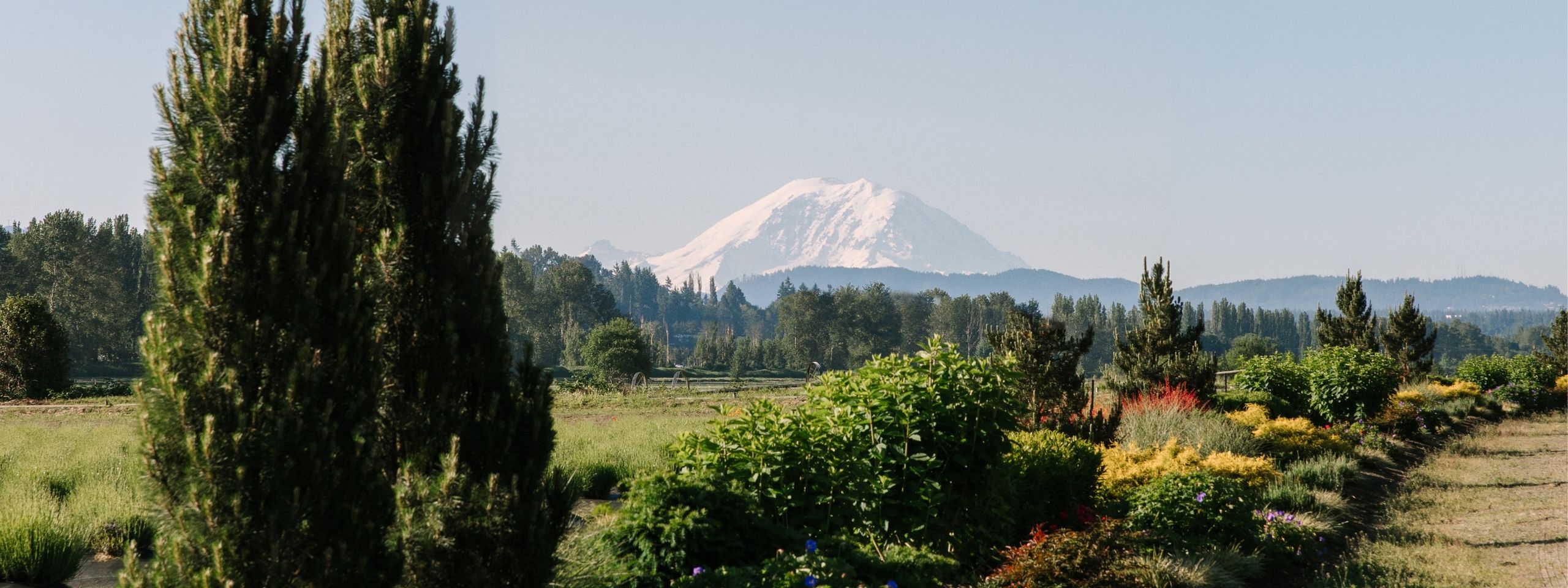 SOMM - Wa Wedding Day Profile Header.jpg