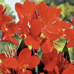 field/image/easytogrowbulbs.png