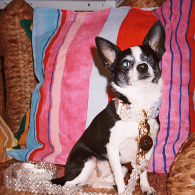 field/image/Susan Alexandra I Do Dog Leash.png