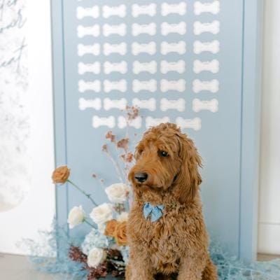 field/image/Lauren Baker Photography_Pantone and Poodles Editorial-45_websize.jpg