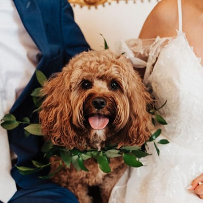 Abigail Ann Photography courtesy of Doggy Social LLC