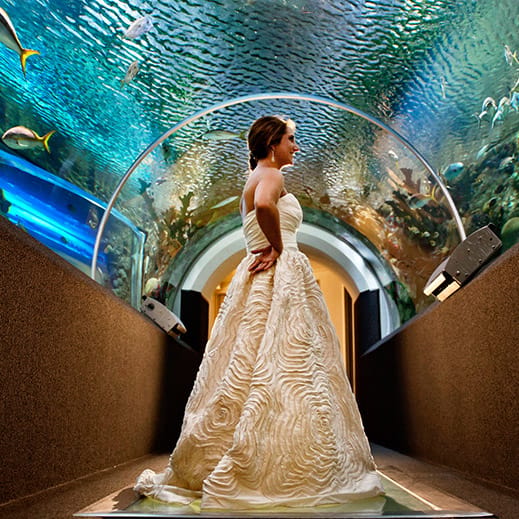 2023-12/dw-bride-aquarium.jpg