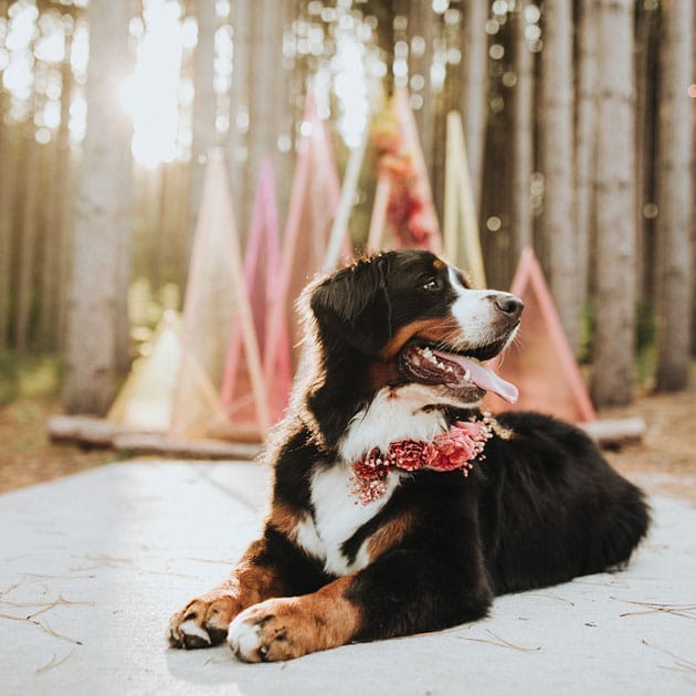 Wedding pup Denali sits patiently at Pinewood Weddings & Events with a floral collar by Studio C Floral.