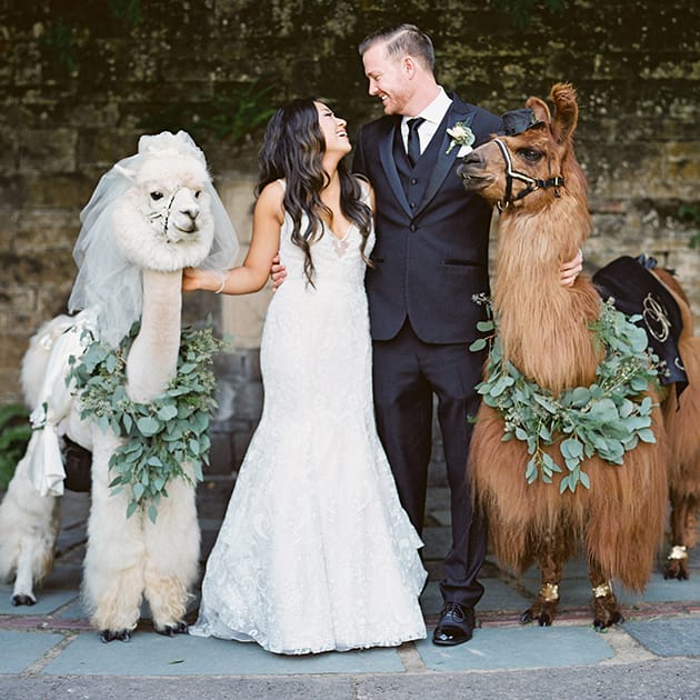 Stephanie and Nyles pose with llamas at their Fir Acres Estate Gardens wedding.