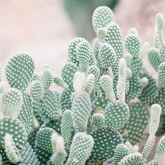 Sweet and Spiky Engagement Shoot at The Milwaukee Domes | Wisconsin Bride