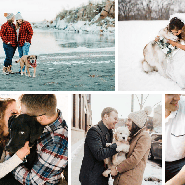 Dogs of Instagram - Minnesota