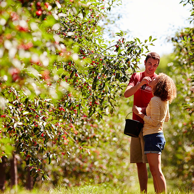 field/wibride_com_239elwb01_blackmesh_com/2019/image/Cherry Picking in Door County cropped.jpg