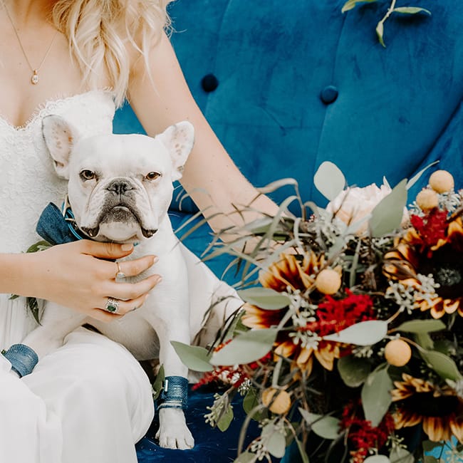 Doggy Social MN Weddings
