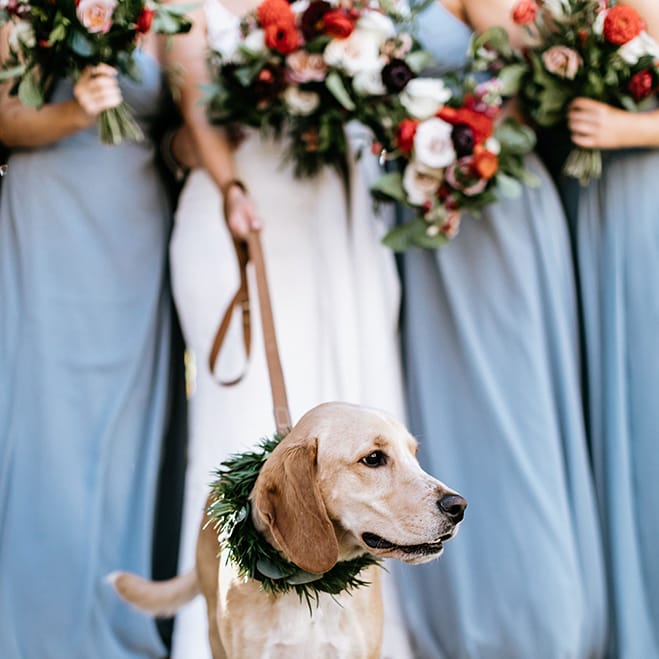 Doggy Social MN Weddings