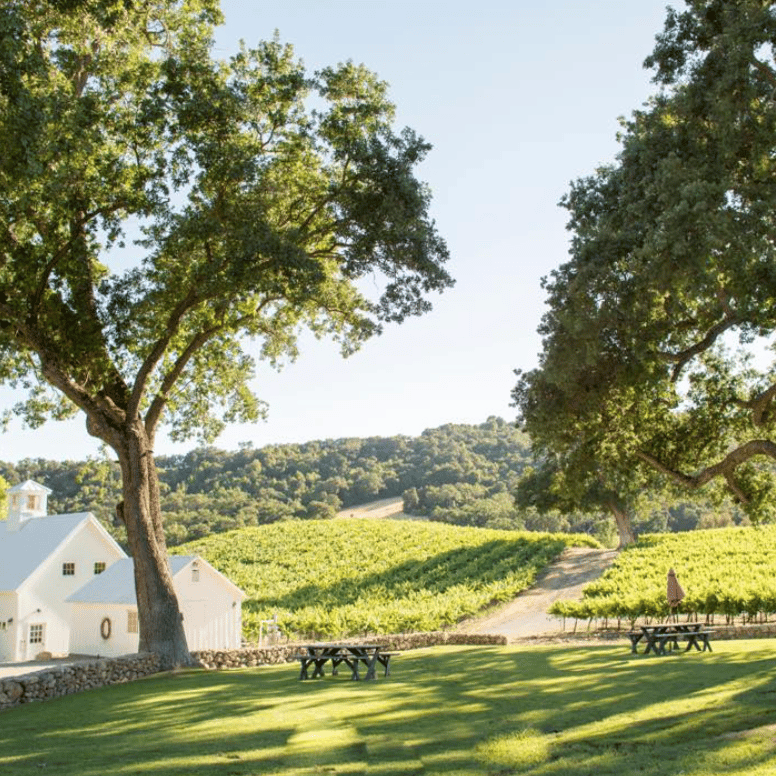 Hammersky Vineyard